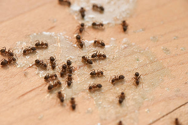 Best Wasp Removal Services  in Washington, NJ